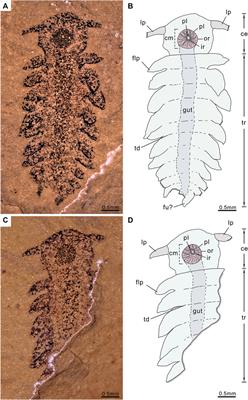 A Cambrian fossil from the Chengjiang fauna sharing characteristics with gilled lobopodians, opabiniids and radiodonts